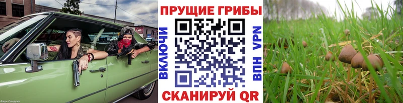 купить наркотик  Барыш  Галлюциногенные грибы прущие грибы 